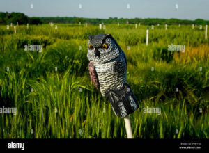 buho espanta pajaros en campo agricola