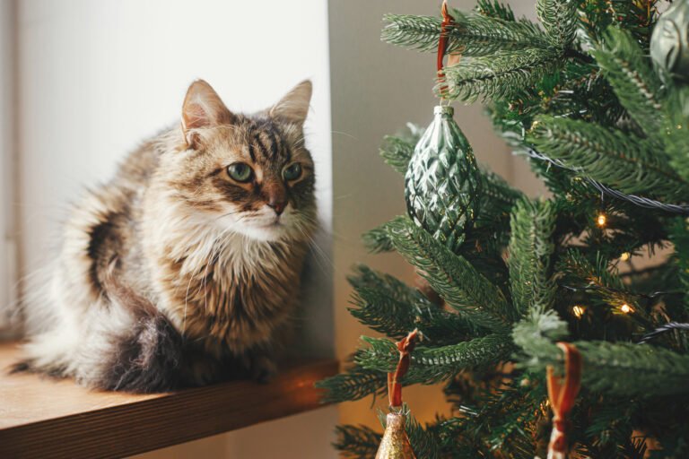 Cómo Evitar Que Mi Gato Suba Al Árbol De Navidad En Casa