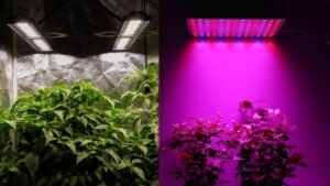plantas creciendo bajo luz uv artificial brillante