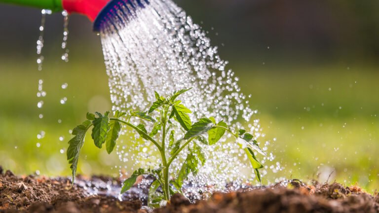 Para qué sirve y cómo usar el abono líquido para plantas en casa